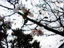 冬桜の画像