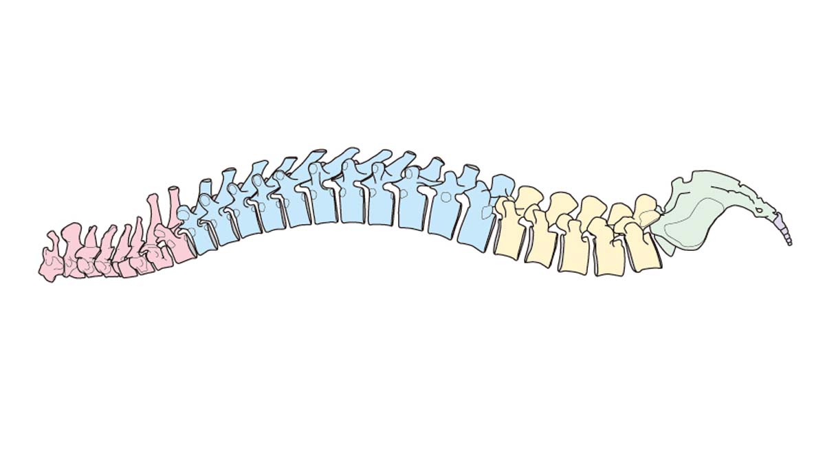 背骨が曲がってるのが原因⁉カイロプラクティックの体の見方