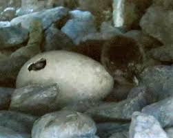 ペンギンの赤ちゃん