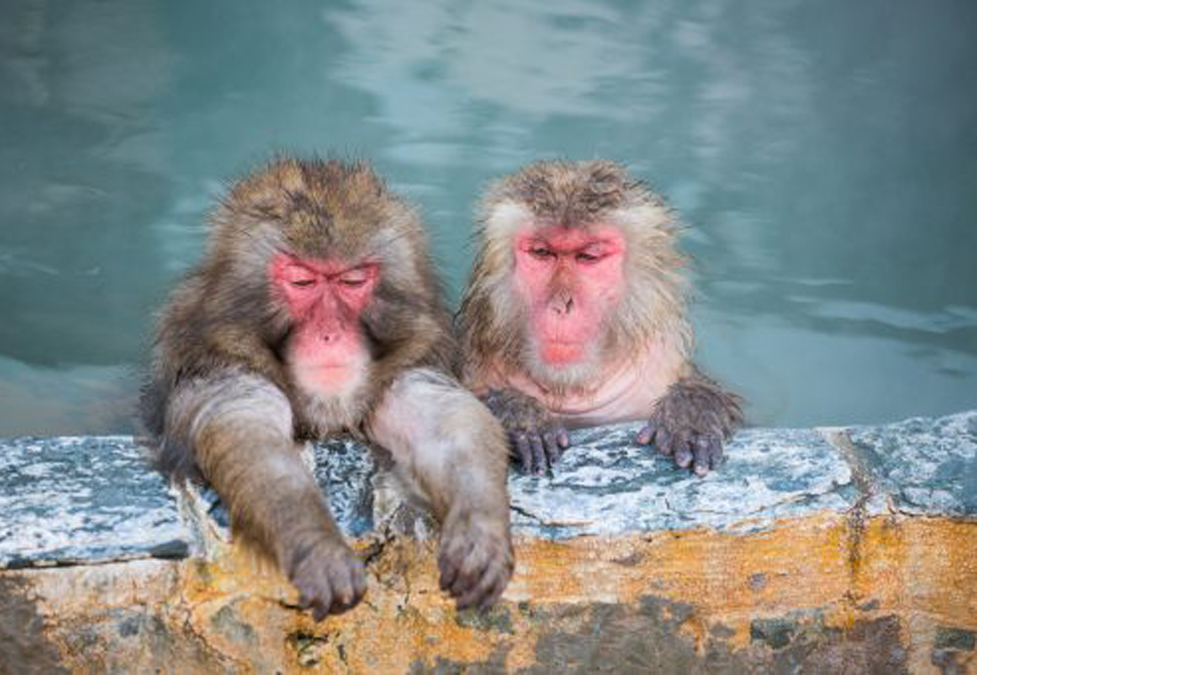 温泉のサル