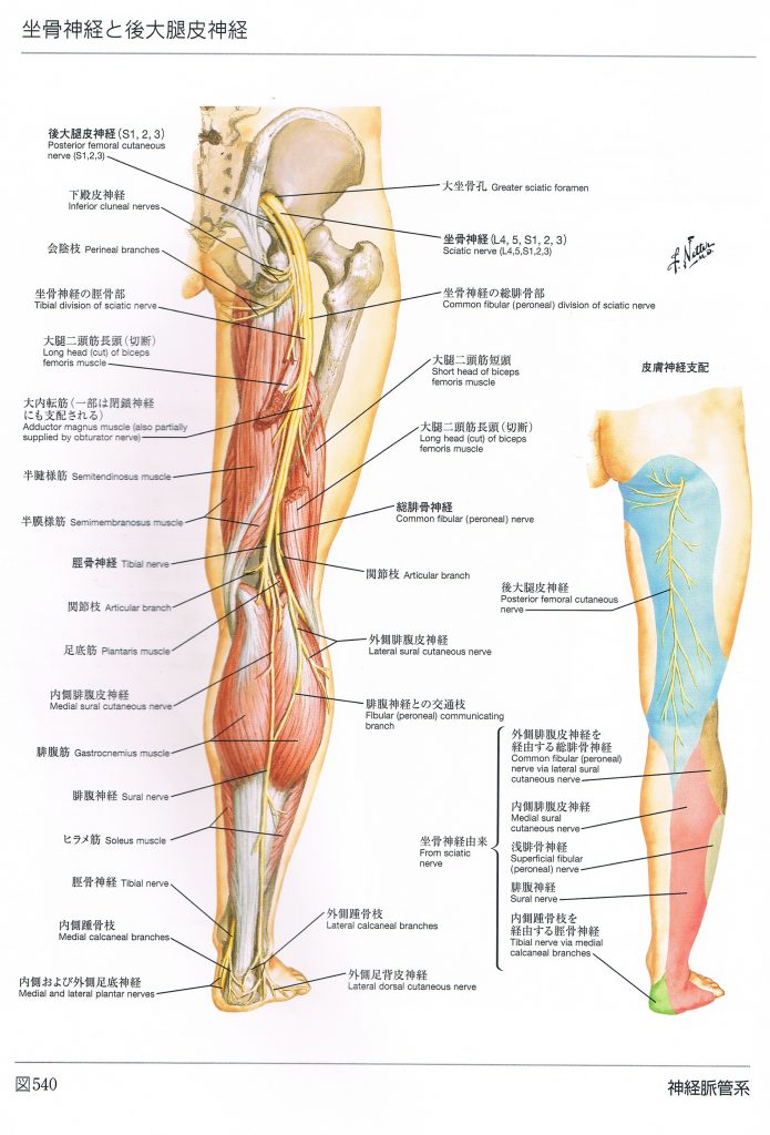 坐骨神経の画像